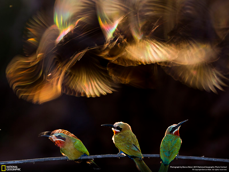 Illustration for article titled The Coolest Images From National Geographic's 2015 Photo Contest